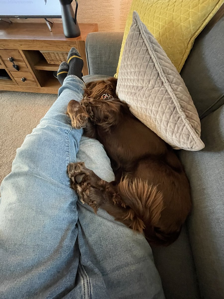 wallyjt62's tweet photo. I come in useful sometimes๐๐คฃ. #Reggie #makeyourselfcomfy #busyday https://t.co/HKkHnhYGCW