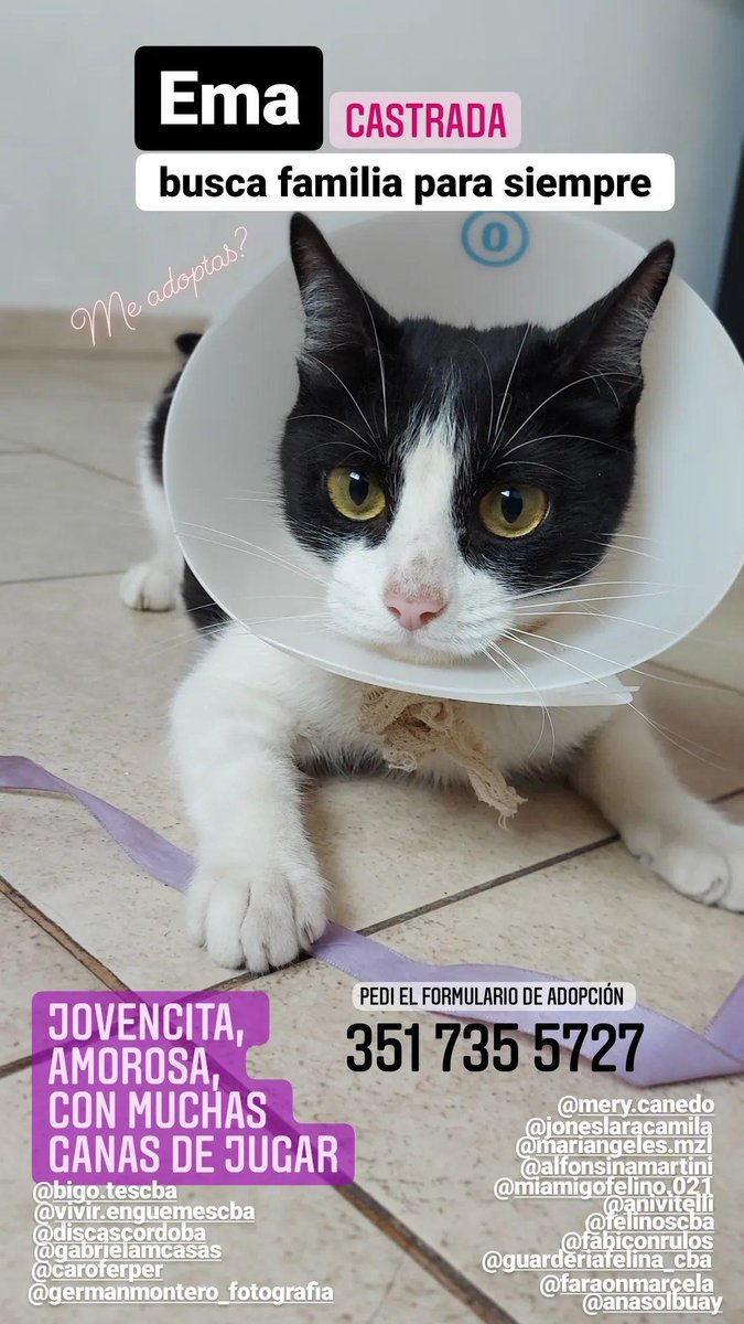 ME AYUDAN A DIFUNDIRLA?
Es más buena la Ema, queremos que reciba el amor que nunca tuvo. Es menudita y está castrada
3517355727
@en_guemes <a href="/VivireNuevaCba/">VivirenNuevaCórdoba®</a> @marianatarres <a href="/gatoscordoba/">Adopción Gatos </a> <a href="/AlfonsinaMart10/">Alfonsina Martini</a> <a href="/gatos_ar/">Adopción Gatos Córdoba Ar</a> <a href="/BicherosCba/">Fundacion Bicheros</a> <a href="/CintiaFundacion/">Fundación Cintia Guadalupe</a> <a href="/FundacionGarra/">Fundación GARRA</a> <a href="/yo_nva/">YoVendoNvaCba</a> <a href="/delfinawagner_/">delfina</a>