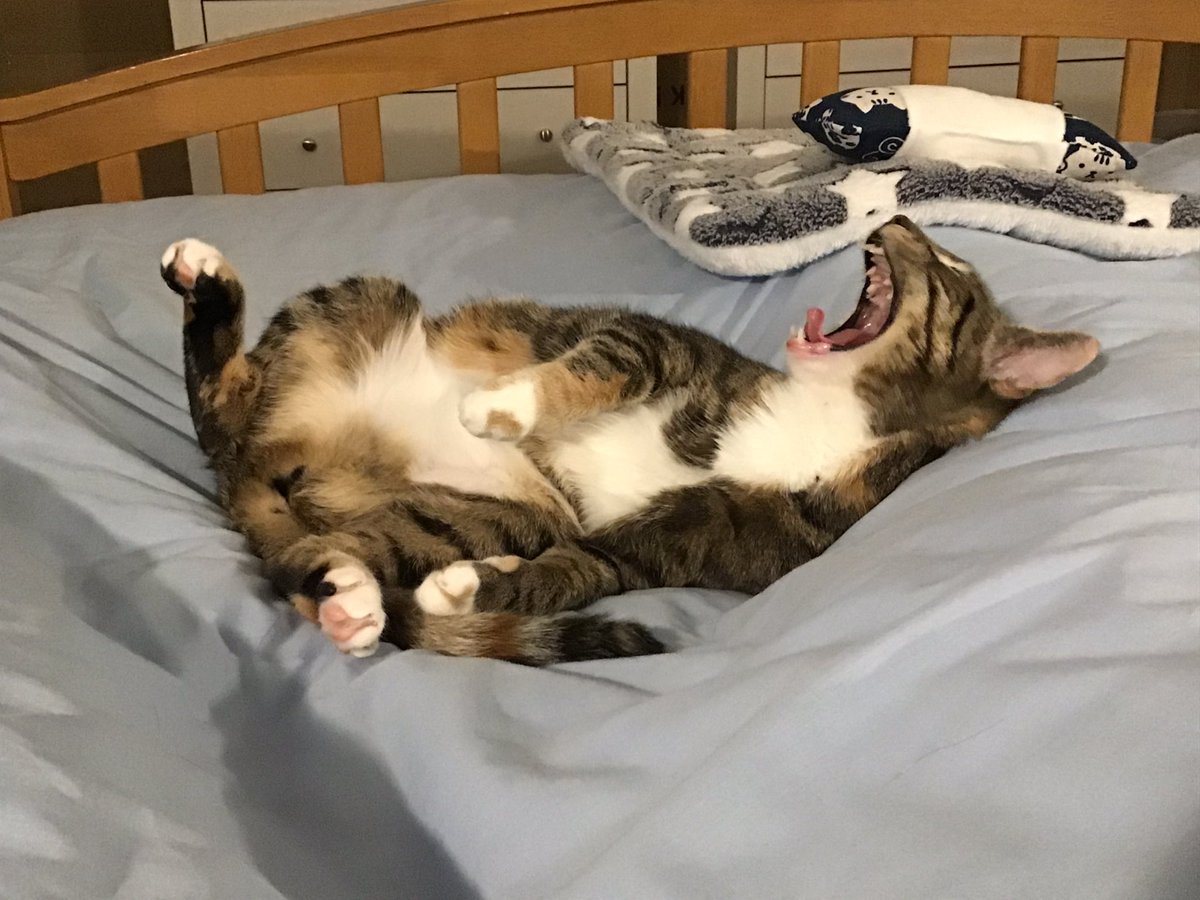 ElaineCarman's tweet photo. When you play @TheDeadFilesTV bingo and the cat gets the @amyallantdf card and shouts bingo before you 🙄 …and then looks smug about winning #Catastrophe #CatWon https://t.co/MHmuJJJoTA