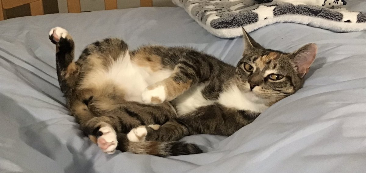 ElaineCarman's tweet photo. When you play @TheDeadFilesTV bingo and the cat gets the @amyallantdf card and shouts bingo before you 🙄 …and then looks smug about winning #Catastrophe #CatWon https://t.co/MHmuJJJoTA