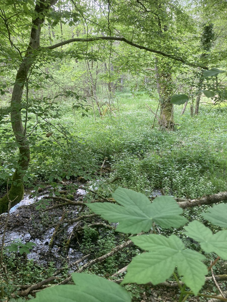 altermatt_lab's tweet photo. Die #Lützel / La #Lucelle: Grenzfluss🇨🇭🇫🇷, Grenze entlang des Bachbetts, Strasse kurvt international & durch Lage am Ende zweier Länder hat Natur ungewohnt viel Platz: üppige #Auen & hohe #Biodiversität. Feldarbeit https://t.co/Nb6XxTcLBA wo ich schon als Kind Flohkrebse suchte.. https://t.co/qnsLqTJbci