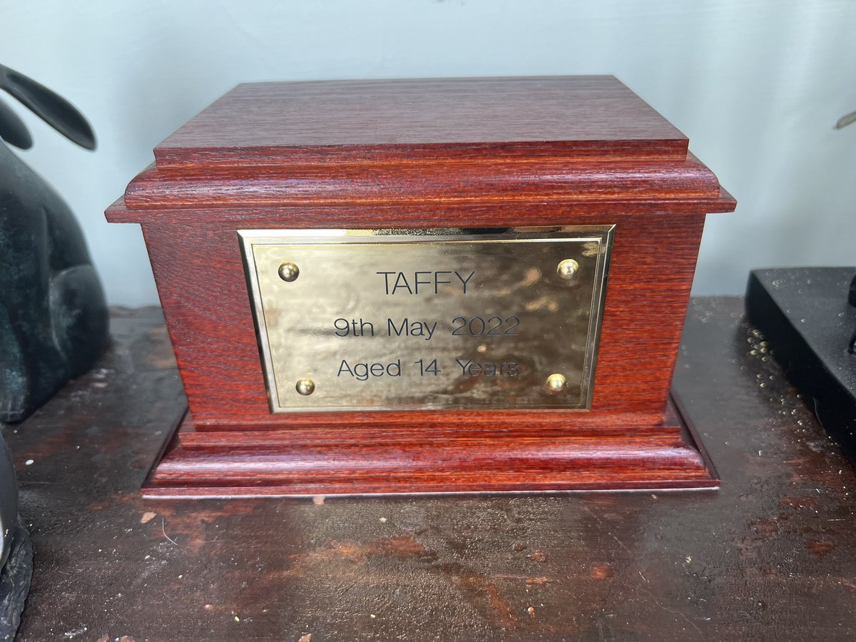 TaffytheBC tweet media