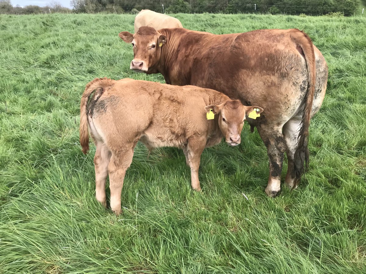 granshalimousin's tweet photo. Someone needed her tail clipped before she got out! Ironstone cow-Excel bull (3 mth) https://t.co/hMSq3PwosJ