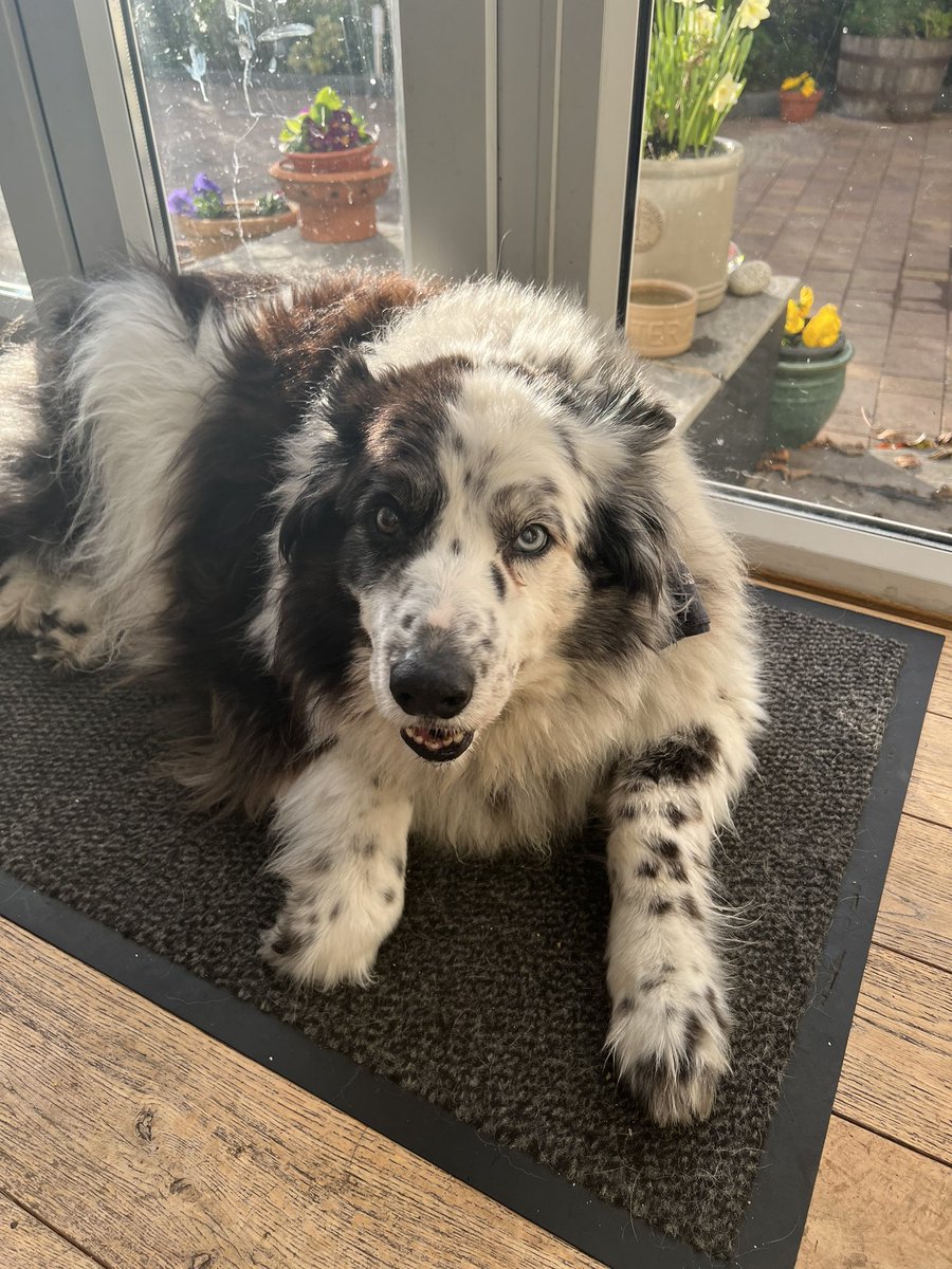 TaffytheBC tweet media