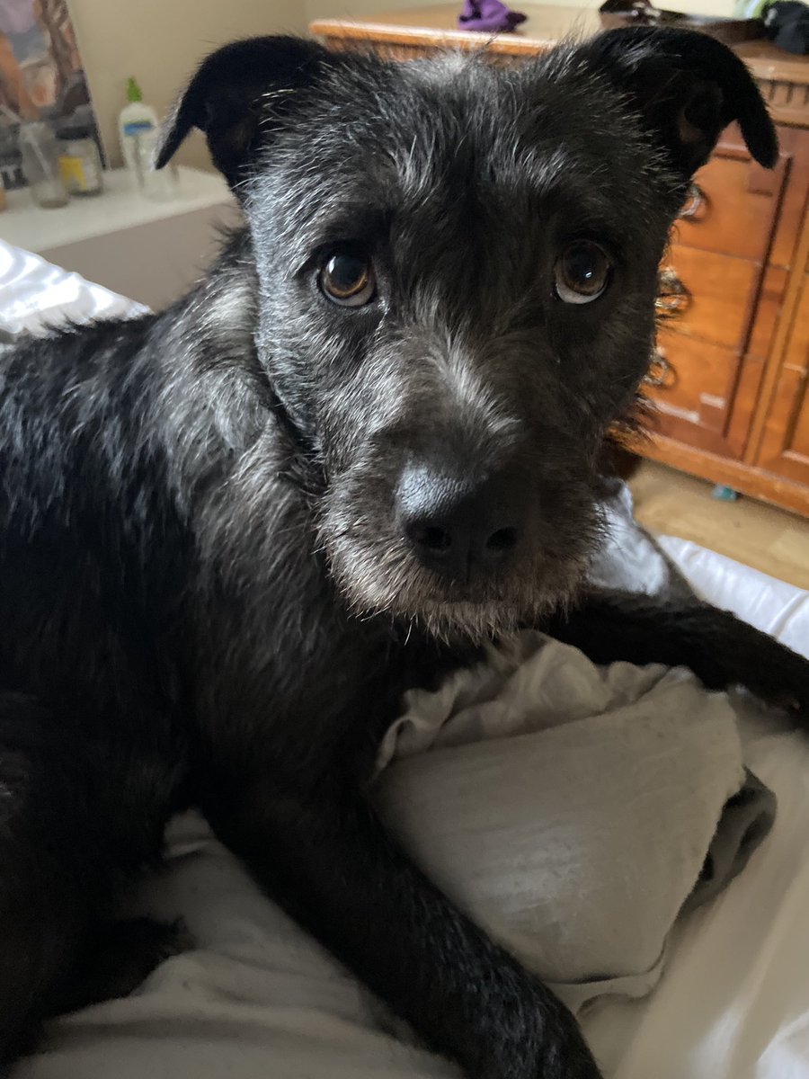 DidIDoThat_Jazz's tweet photo. Hi Twitter! Please read this if you're in the Austin area!

THIS SWEET PERFECT DOG IS IN NEED OF A HOME ASAP

If you have the resources to foster/adopt the most remarkable little guy you'll ever meet, please read this thread; if not, please share this!!! https://t.co/bukdDc5fZ1