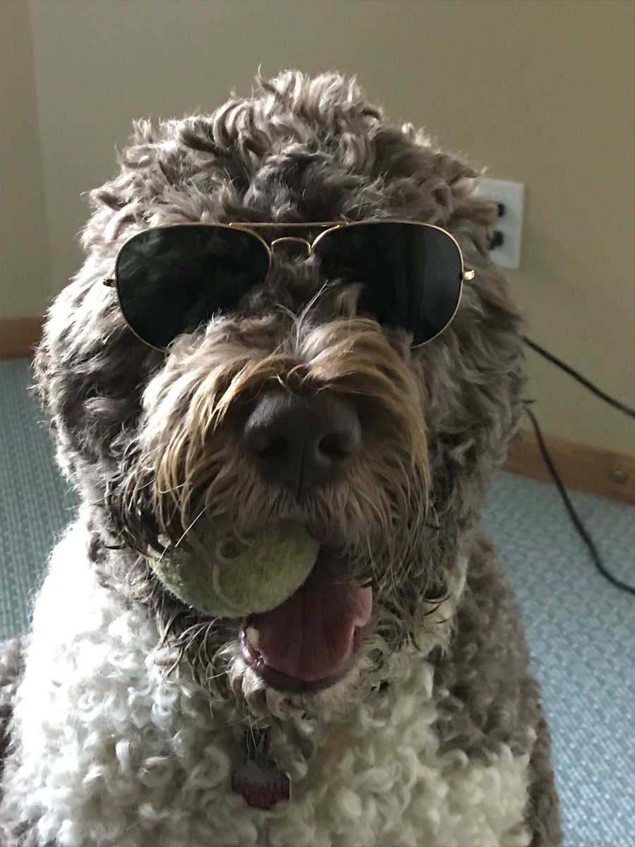 BetsyZEO's tweet image. RIP to my fur baby Griffin. Charlie (9 yo) and I said goodbye to him yesterday afternoon. He had a brief show dog career, AKC name was “Run Archie Griffin Run” 😊 (Go Bucks!). Every day he brought us joy and we miss him greatly. 🌈 🐕 #dogheaven 🤗 😞💔.