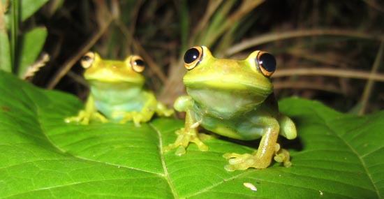 Kiss a lot of frogs! Five ways for #entrepreneurs to raise investment for your startup or small biz bit.ly/2ccmGw9 Please RT