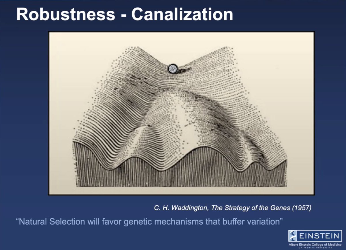 sfiscience's tweet photo. "The amount of phenotypic variation in a population is far less than the amount of genotypic variation in that population. This is what is called #robustness."
e.g., nearly every dog regardless of breed has the same number of whiskers & toes.
see also #canalization & #chreodes: https://t.co/ScbwxTKg4Q