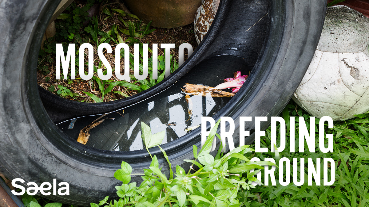 Saela Pest Control (saelapest) / Twitter