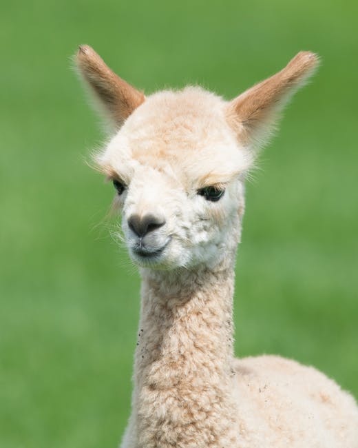 Trendy_Matter's tweet photo. Alpacas at the Fairfax County Circuit Court for Johnny Depp and Amber Heard's Defamation Trial?! Yes...it's true, two of them! One wore a sign that read: "We're with you, Johnny." #TrendyMatter #Magazine #News #Entertainment #EntertainmentMagazine #Latest #Trend https://t.co/HxnxbhrLrA