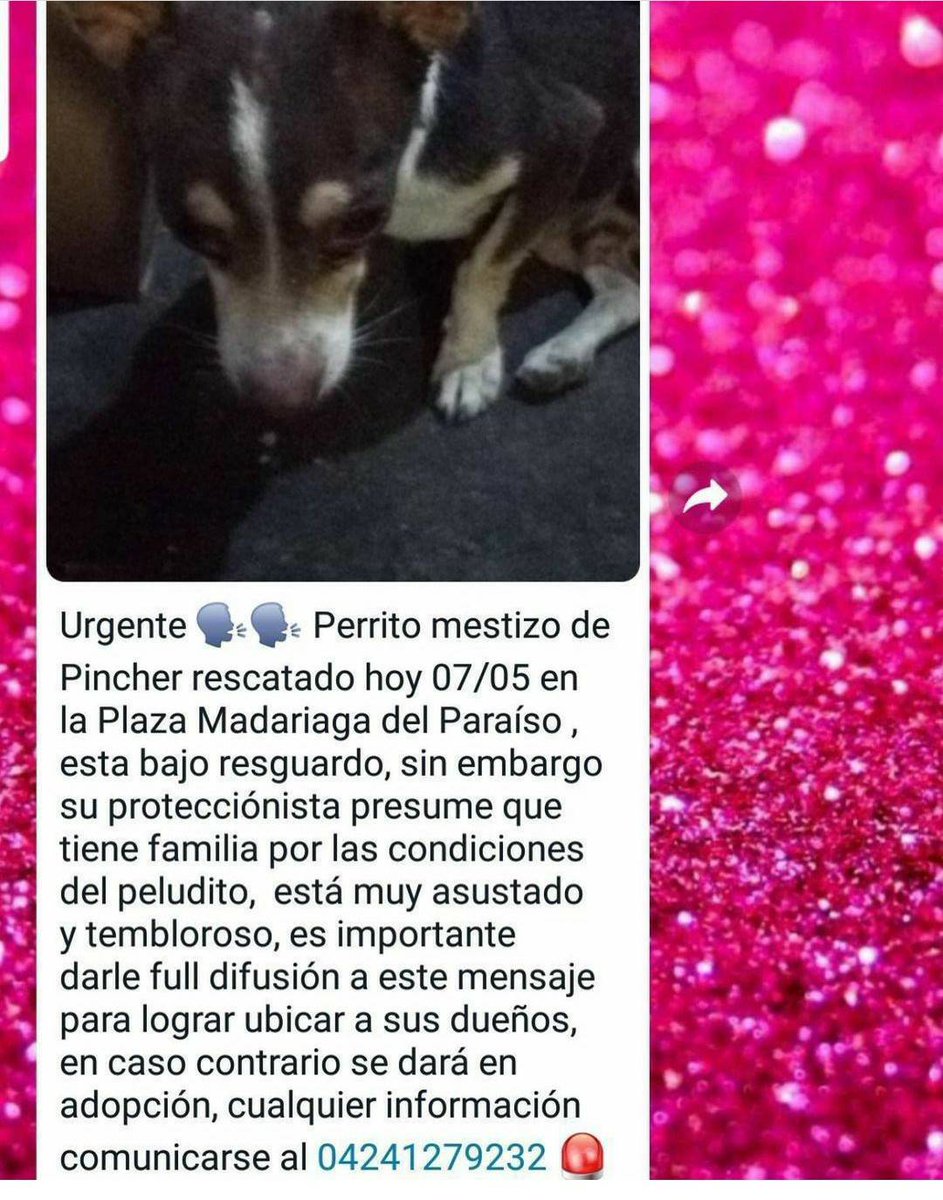 PerroUsuario's tweet photo. #EXTRAVIADO El Paraíso CARACAS https://t.co/OiNMlvTsJk