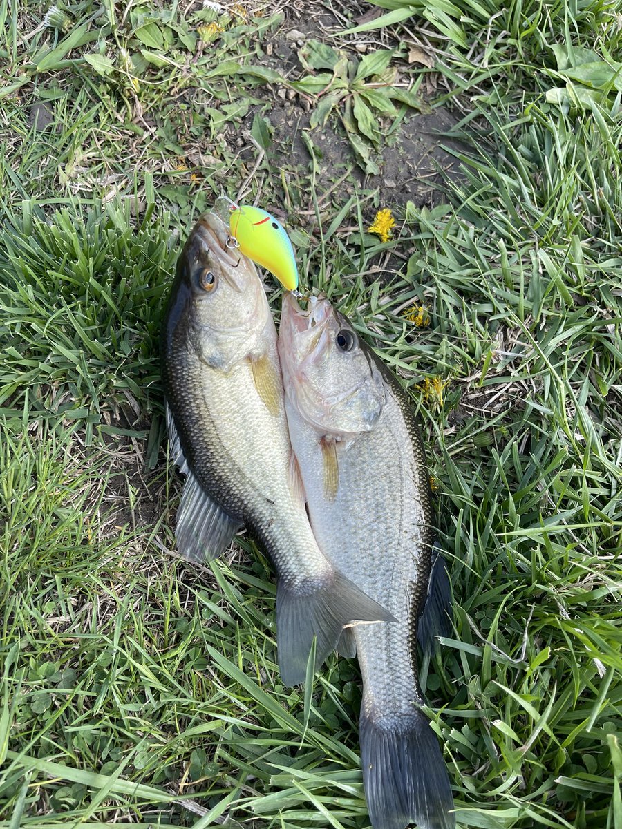 WileyRay27's tweet photo. Welp… I have no caption for this. 🤷🏻‍♂️ catch of the week maybe??? @RigginBassRay https://t.co/usSdQ04LnJ