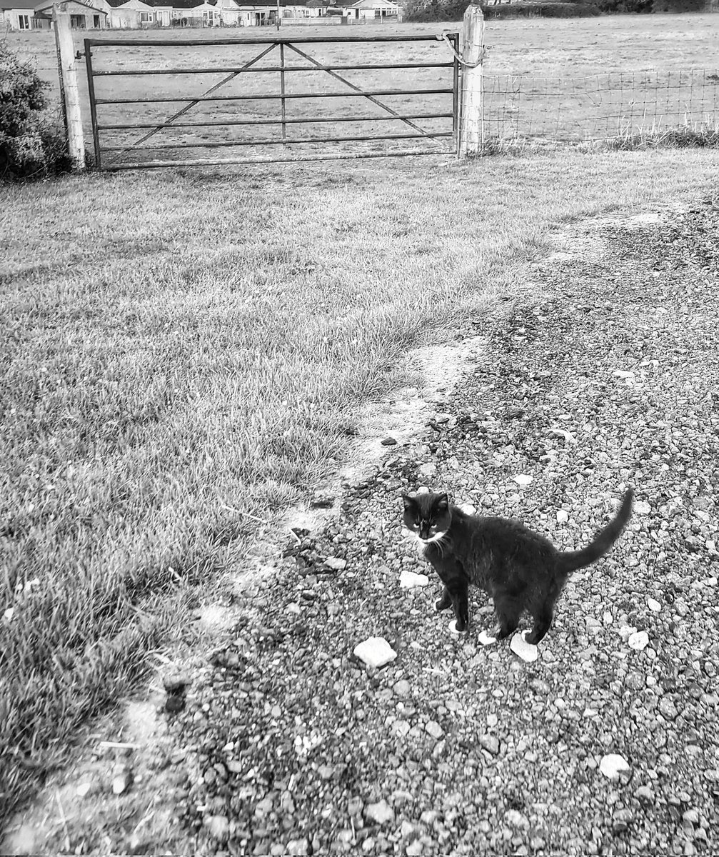 alisonwilson15's tweet photo. Thought I'd share.. #onehorseandhiscat we've had many ferals over the yrs but none like this dude! Followed us &amp; so it started, he's adopted us, ok the 🐴 hope this makes you #Smile x  #feelgoodfactor #animalmagic #lifeonafarm #feralcats #horses #lifewithhorses #CatsofTwittter https://t.co/qZDW9FQ1eX
