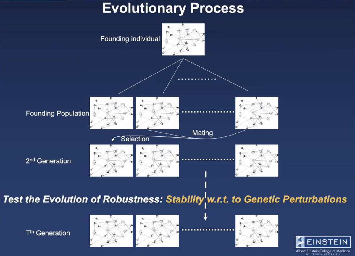 sfiscience's tweet photo. "When you have selection operating on [a phenotypic trait], there IS a decrease in sensitivity to genetic perturbation."

Aviv Bergman on running in-silico experiments about the causes and consequences of #robustness (aka #canalization, buffering). https://t.co/QUXovzcthL