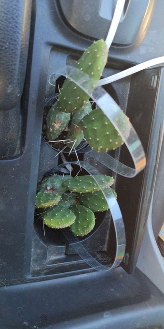 Finally adding some plants outside my house. Pretty relaxing day everything considered. https://t.co<a href="/tag/newprofilepic"class="tags"><span>#newprofilepic</span></a>