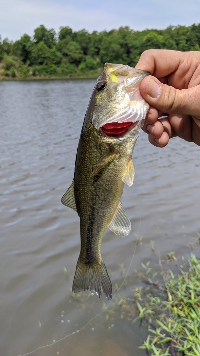 wisd0m's tweet photo. Little bass at lunch #FishinOK https://t.co/HDUVkNtRZQ