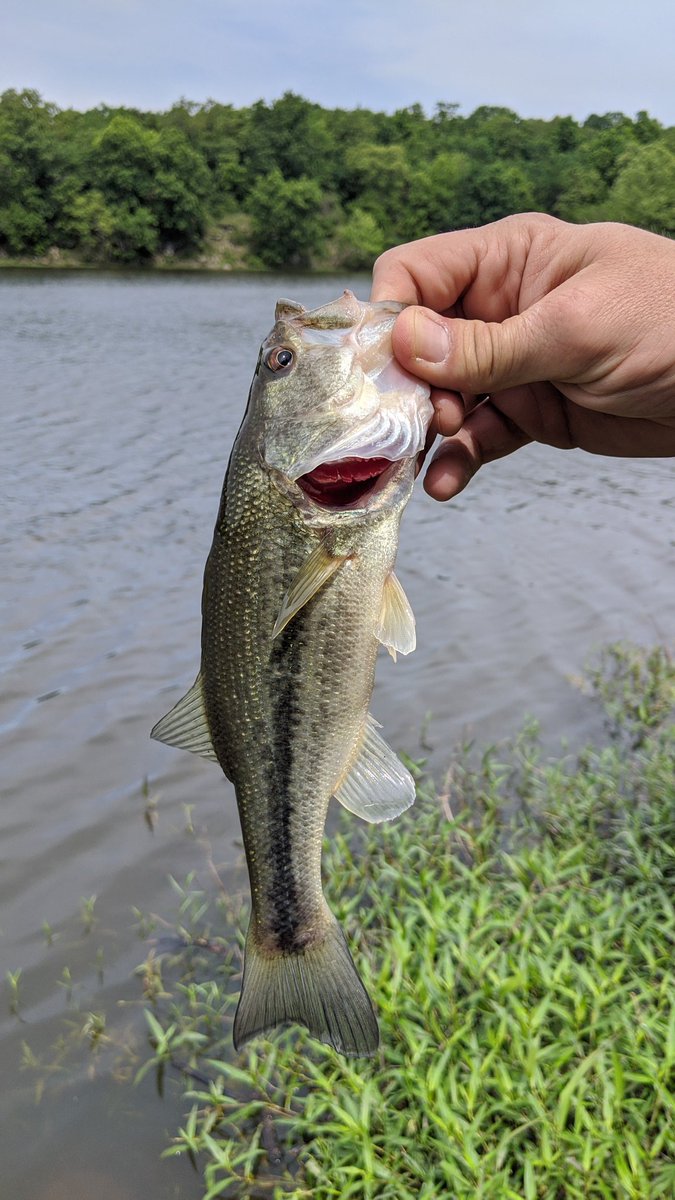 wisd0m's tweet photo. Little bass at lunch #FishinOK https://t.co/HDUVkNtRZQ