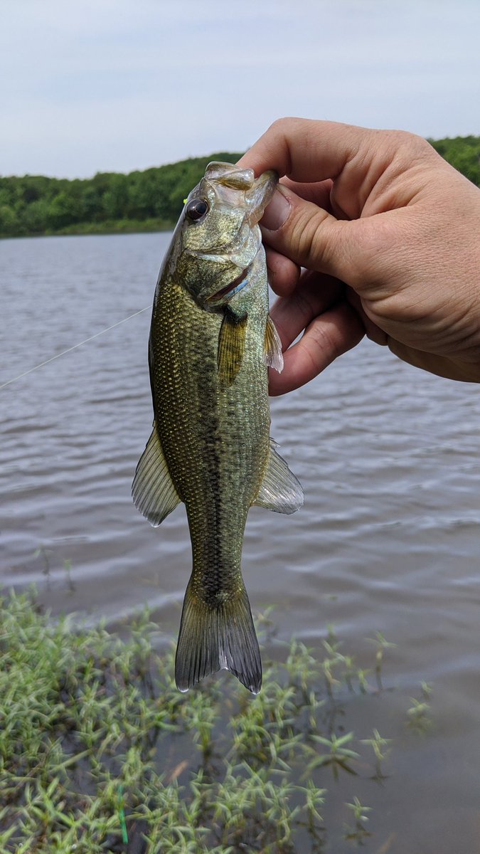 wisd0m's tweet photo. Little bass at lunch #FishinOK https://t.co/HDUVkNtRZQ