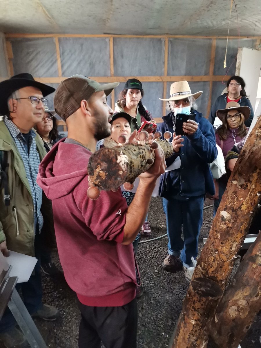 ✅ Hoy el GTT Agricultura Orgánica de #Lampa intercambio experiencias con productores hidroponicos y de hongos shiitake de la comuna de #Melipilla.
Actividad coordinada por #INIALaPLatina
👩🏻‍🌾👨🏽‍🌾