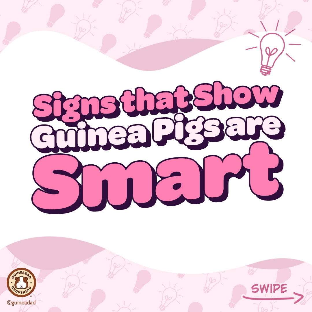 GuineaDad's tweet photo. Guinea pigs are smart, and they show you everyday sometimes we are just used to their behaviors to notice! That's why they know us as #hooman servants! π#hoomanproblems #piggylogic #guineapig
To learn more about what makes your piggy smart, click https://t.co/waQtxeBxyC π§‘ https://t.co/01rHMMzrYG