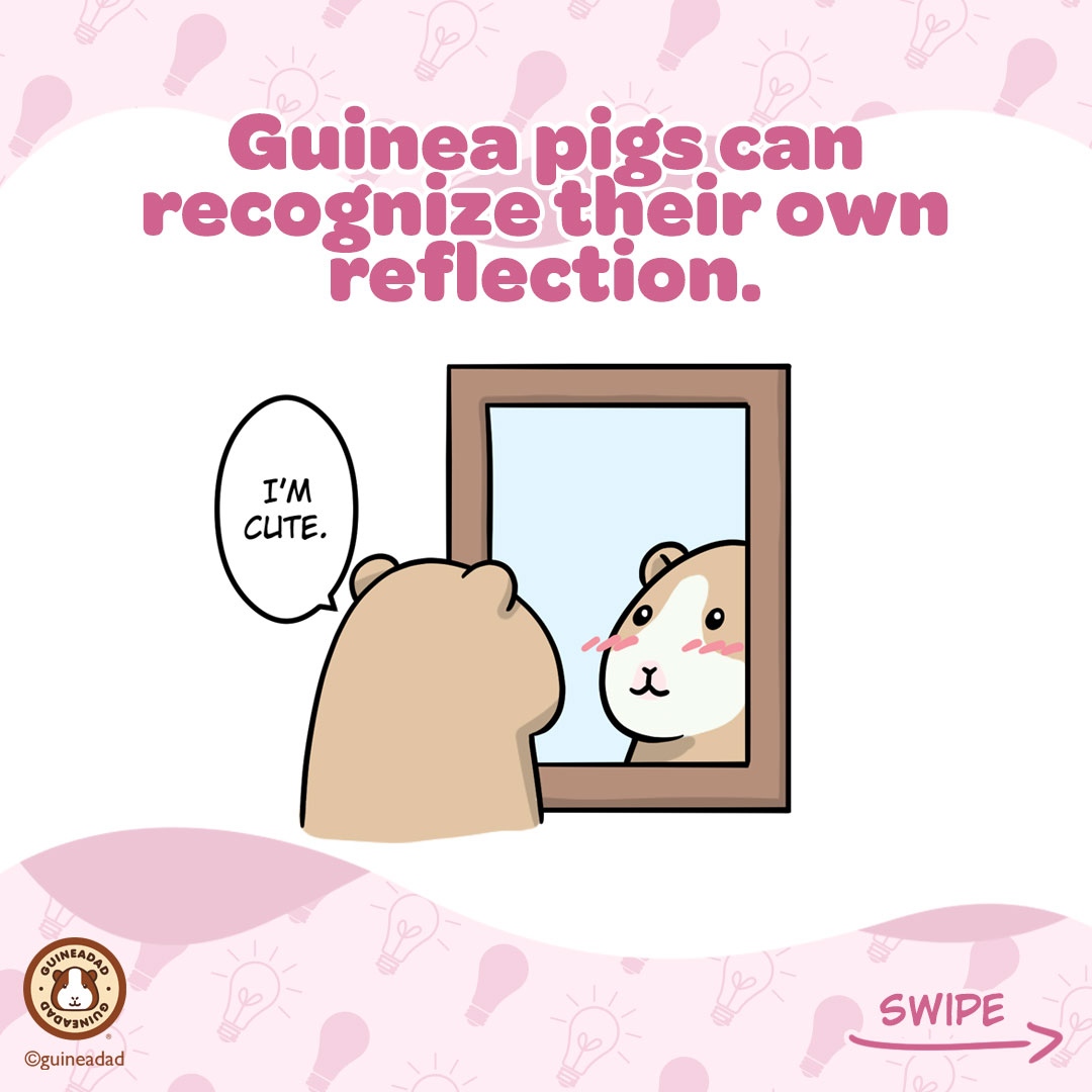 GuineaDad's tweet photo. Guinea pigs are smart, and they show you everyday sometimes we are just used to their behaviors to notice! That's why they know us as #hooman servants! π#hoomanproblems #piggylogic #guineapig
To learn more about what makes your piggy smart, click https://t.co/waQtxeBxyC π§‘ https://t.co/01rHMMzrYG