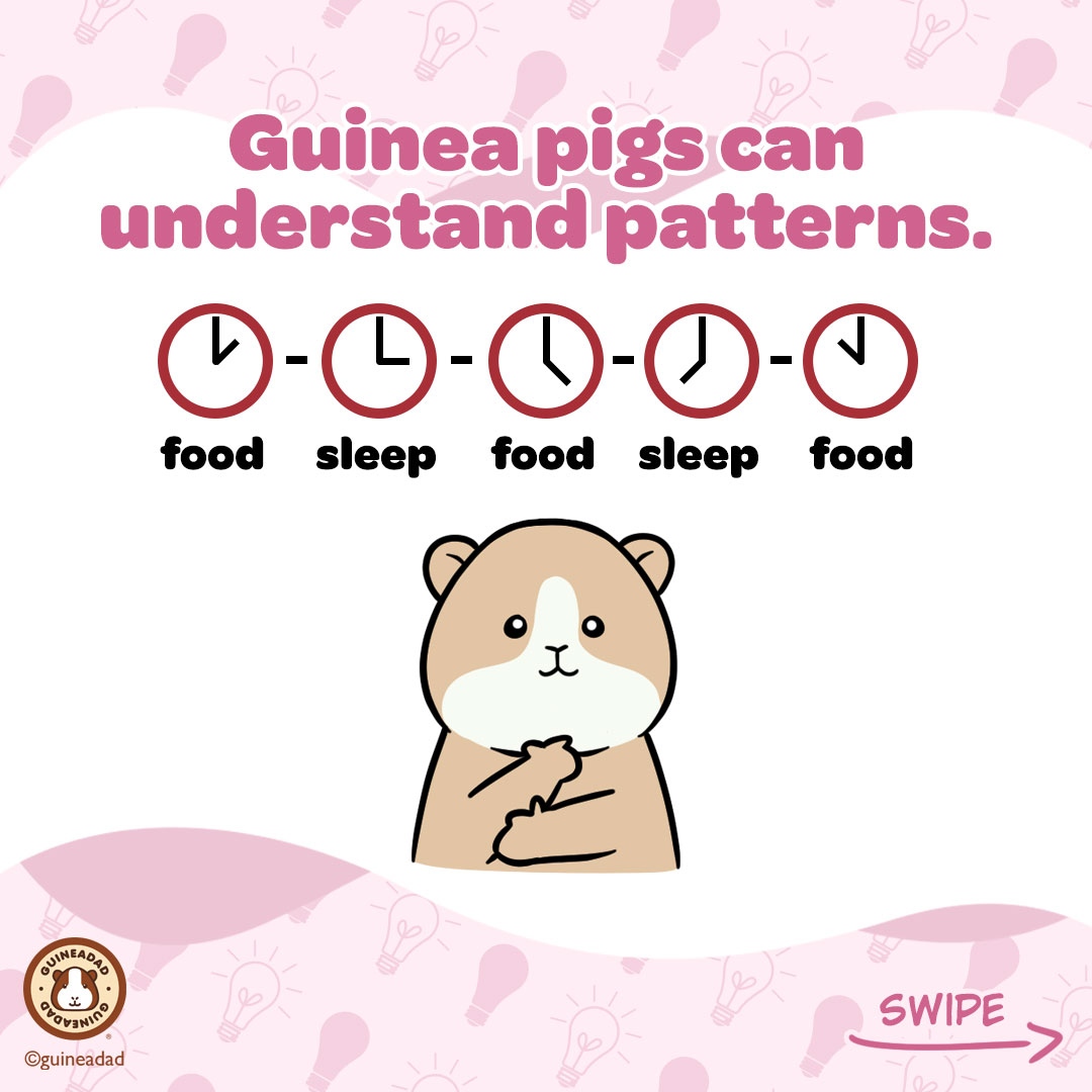 GuineaDad's tweet photo. Guinea pigs are smart, and they show you everyday sometimes we are just used to their behaviors to notice! That's why they know us as #hooman servants! π#hoomanproblems #piggylogic #guineapig
To learn more about what makes your piggy smart, click https://t.co/waQtxeBxyC π§‘ https://t.co/01rHMMzrYG