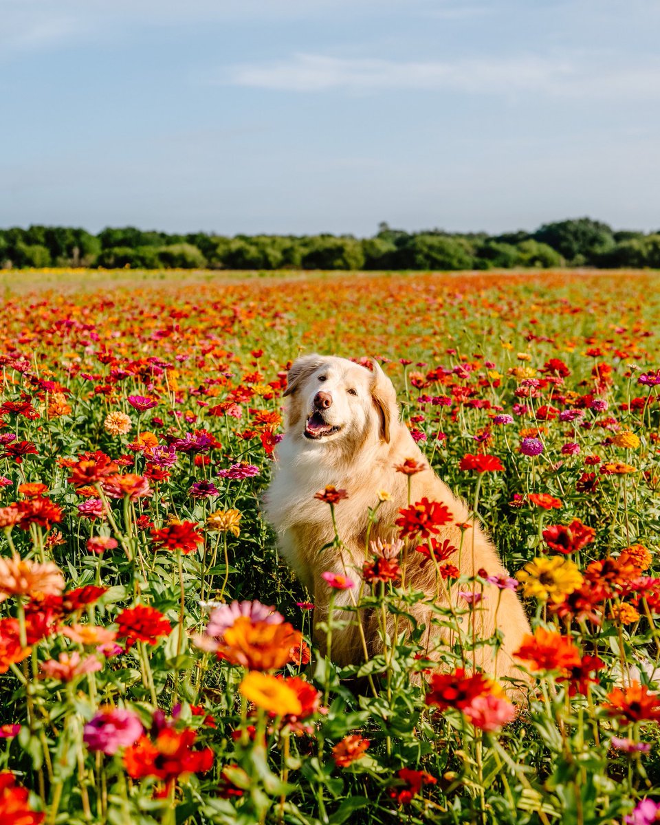 she’s the prettiest flower #wildflower #dogs