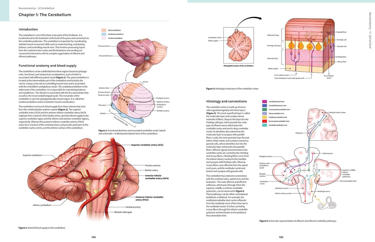 michie_wu's tweet photo. Another neuro anatomy textbook spread made with @sciartbysherry. This spread details the cerebellum: structure, function, and histology. 🧠 https://t.co/WfwKuQcB0H