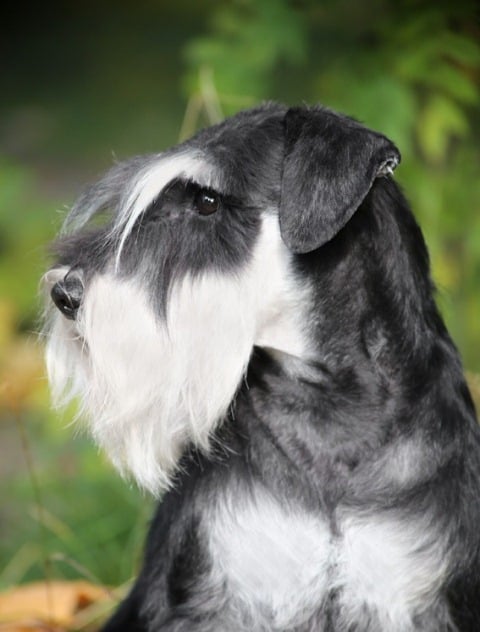 I feel gorgeous today! #dogs #dogsoftwitter #Schnauzer #SchnauzerGang #ifeelpretty