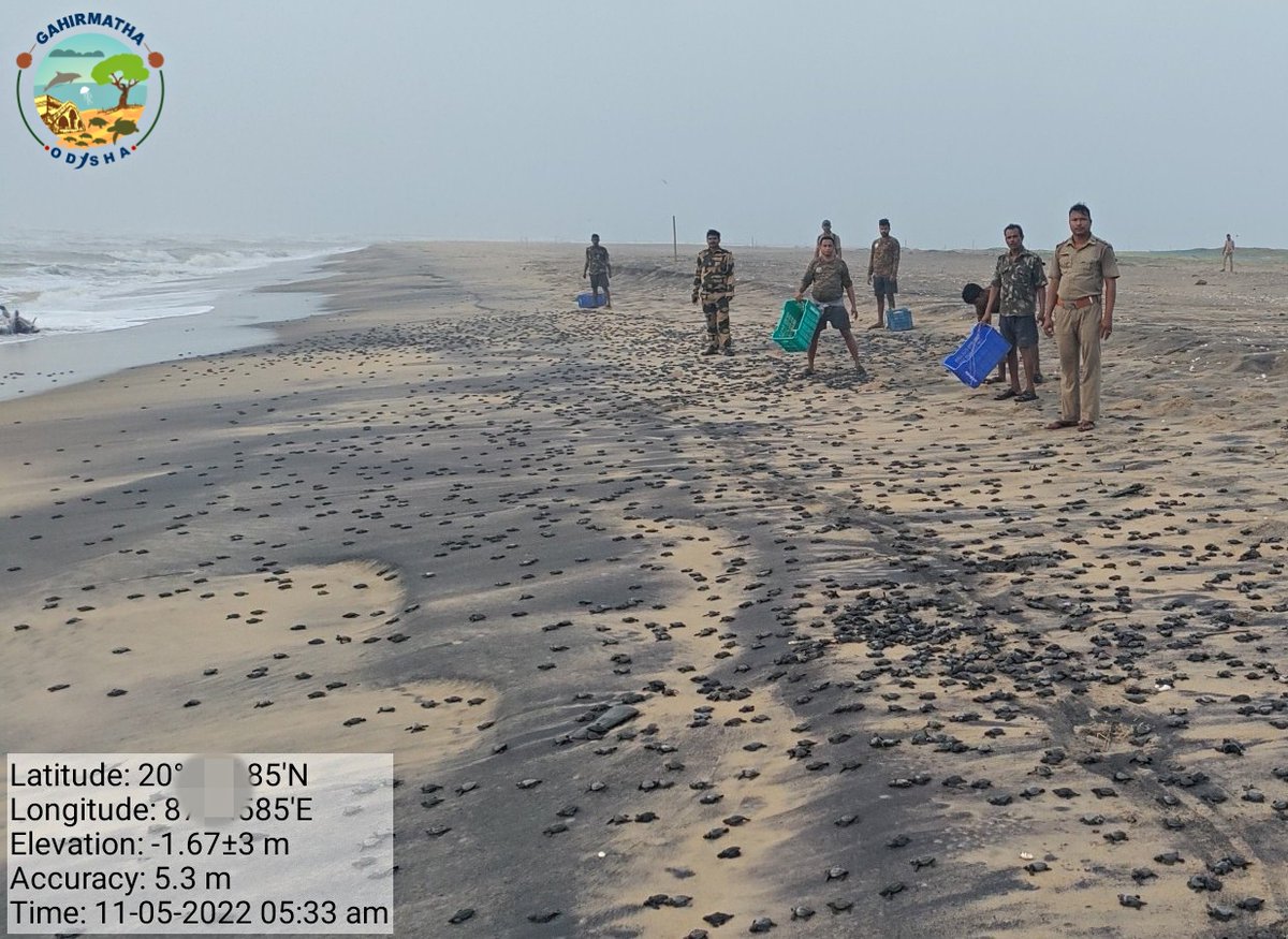 jd_pati's tweet image. Day 2 ...
#oliveridley #marine #turtle #gahirmatha #kendrapara #odisha #hatchlings #arribada #nature #wildlife #conservation