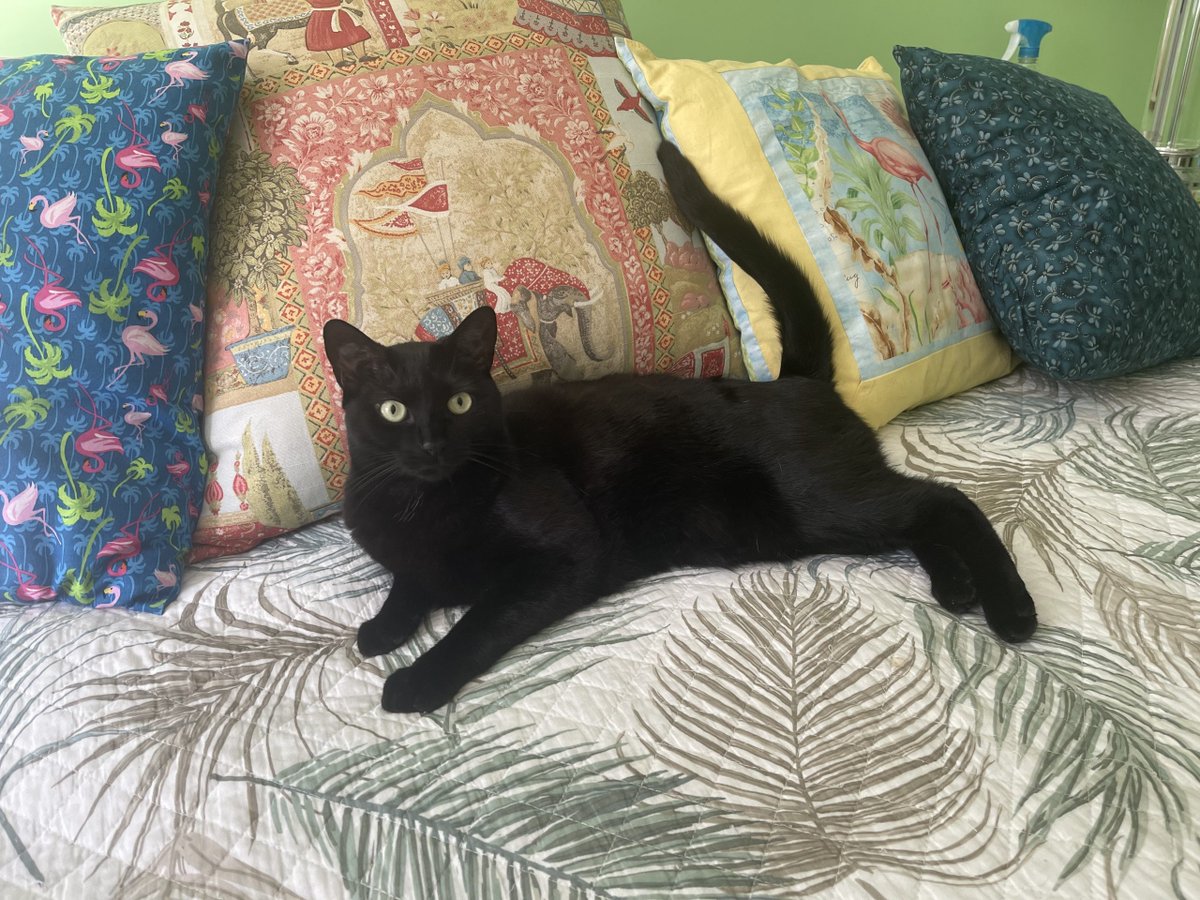 MRFRScats's tweet photo. Will Kiki, Milton or Bleu be the crowned winner 🥇 of MRFRS’s Calendar Cover Contest? If you haven’t voted yet, now is the time! It’s going to be a tough decision, so don’t wait any longer. ☑ Vote now &amp; support cats in need by visiting: https://t.co/Eutu8TOCY3
#CatsOfTwitter https://t.co/mfM1ipLN0h