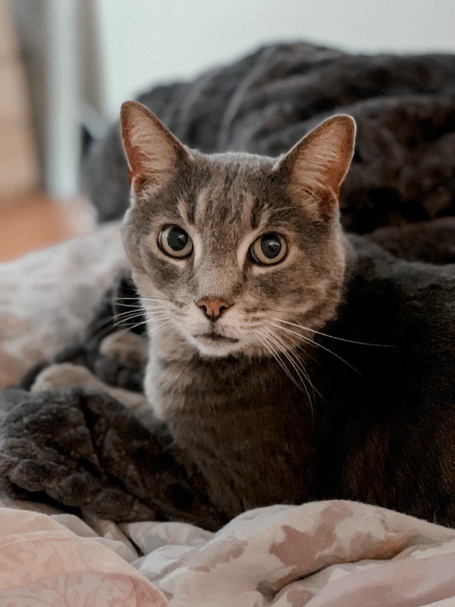 MRFRScats's tweet photo. Will Kiki, Milton or Bleu be the crowned winner 🥇 of MRFRS’s Calendar Cover Contest? If you haven’t voted yet, now is the time! It’s going to be a tough decision, so don’t wait any longer. ☑ Vote now &amp; support cats in need by visiting: https://t.co/Eutu8TOCY3
#CatsOfTwitter https://t.co/mfM1ipLN0h