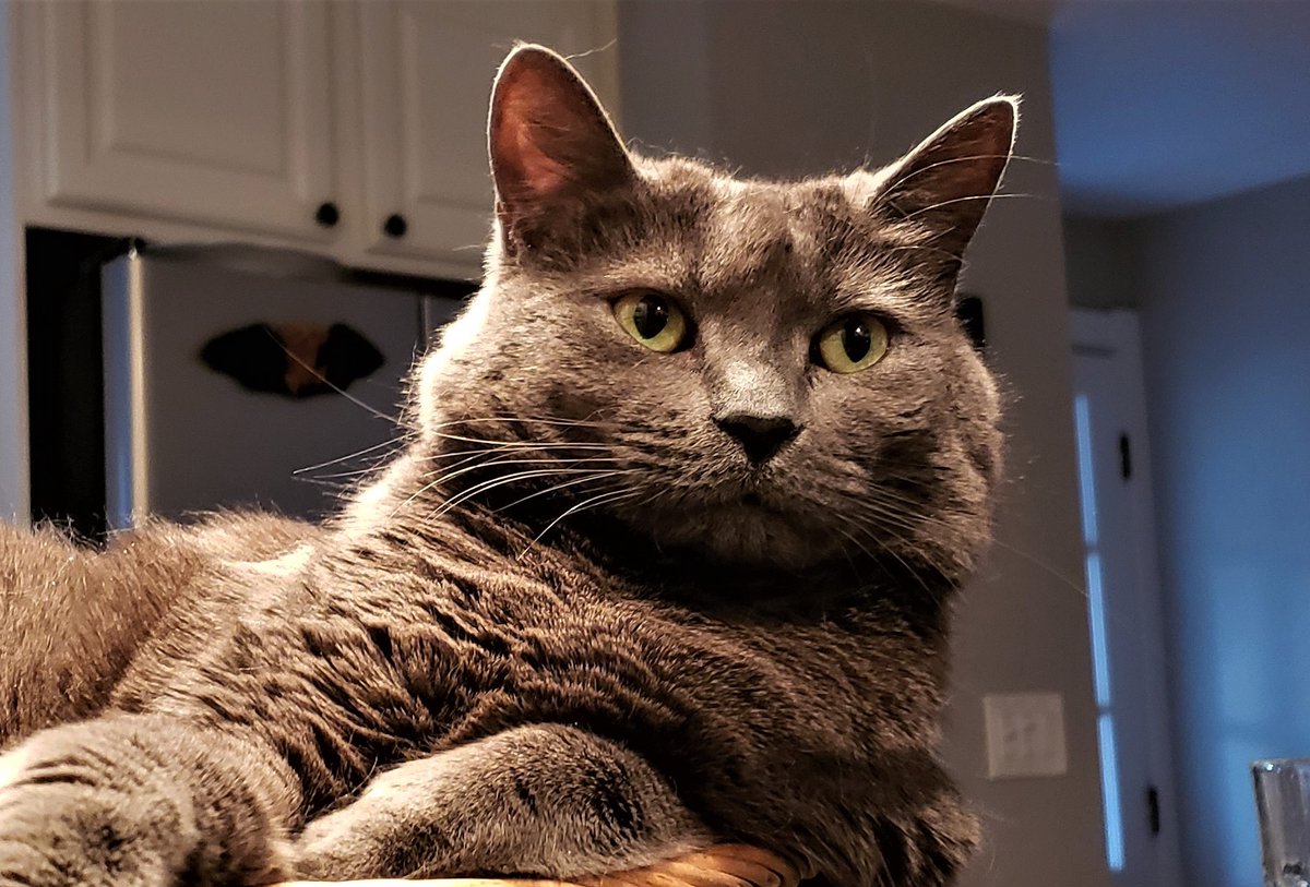 MRFRScats's tweet photo. Will Kiki, Milton or Bleu be the crowned winner 🥇 of MRFRS’s Calendar Cover Contest? If you haven’t voted yet, now is the time! It’s going to be a tough decision, so don’t wait any longer. ☑ Vote now &amp; support cats in need by visiting: https://t.co/Eutu8TOCY3
#CatsOfTwitter https://t.co/mfM1ipLN0h