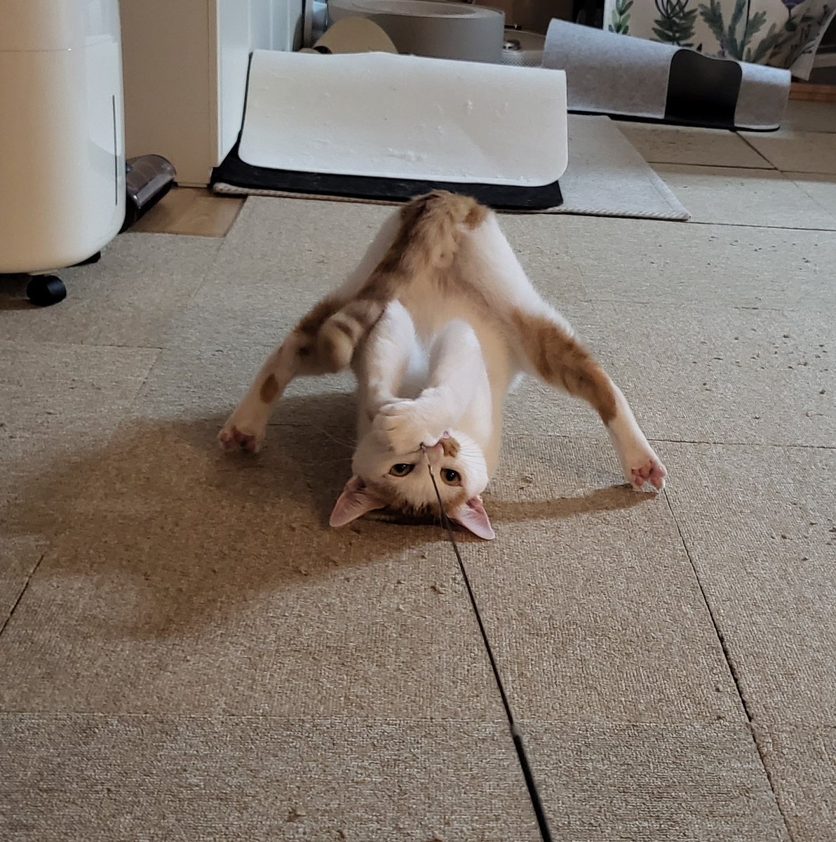 뺏어가려 하니까 저러고 개뻐팅김