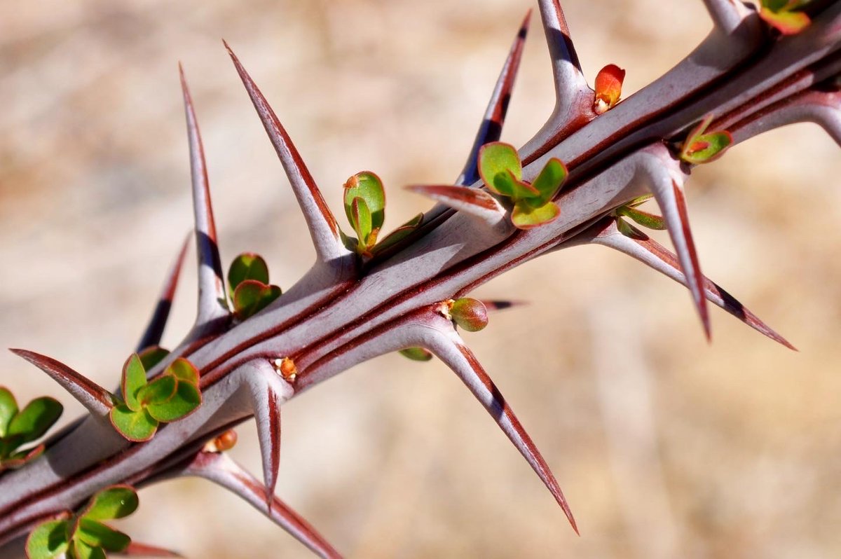 Center for Plant Conservation (@cpcplants) on Twitter photo Congratulations to Joe DeWolf of <a href="/SDBGarden/">San Diego Botanic Garden</a> for winning first prize in our 2022 National Meeting photo contest with this stunning image of Fouquieria splendens (Ocotillo) pushing new growth in the Anza Borrego Desert! Congratulations to Joe DeWolf of <a href="/SDBGarden/">San Diego Botanic Garden</a> for winning first prize in our 2022 National Meeting photo contest with this stunning image of Fouquieria splendens (Ocotillo) pushing new growth in the Anza Borrego Desert!