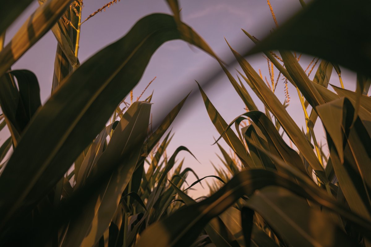 BrevantseedsUS's tweet photo. Brevant® brand #Qrome products allow the freedom to choose without compromise. Get superior insect protection AND yield potential.
See the +7.8 bu/A advantage:
https://t.co/ELiMSzNNC3 https://t.co/Jf9SRIxfMr