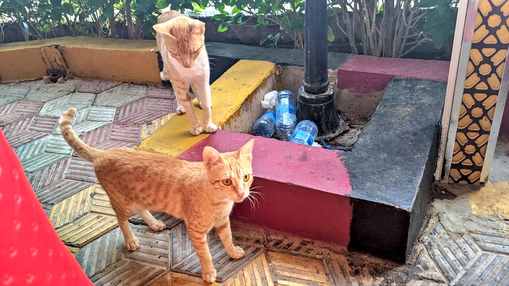 KalsonAbdi's tweet photo. Appreciating the little things in life #Alhamdulilah #Xamar #Mogadishu #Somalia 🐈💃🏾 https://t.co/dS7DydyL9u