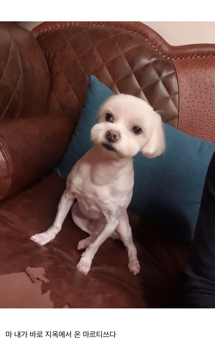 d4zz1s's tweet photo. 아띠발 개웃기다 닭가슴살 후기 보는데 간식으로 닭가슴살 먹다가 강아지가 벌크업함 https://t.co/lsKVlXfJmf