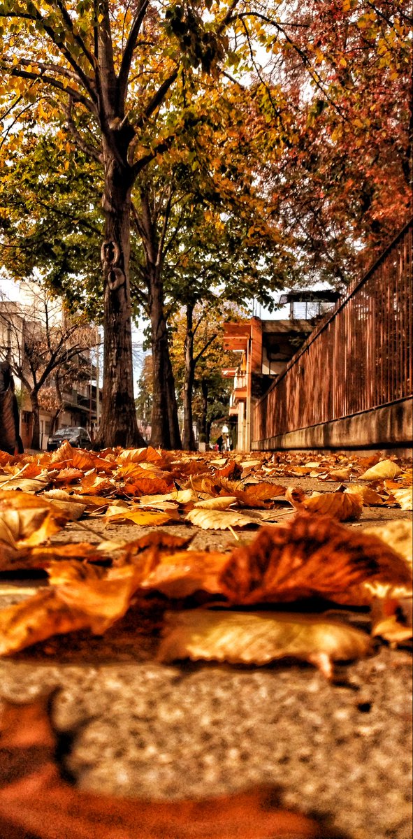 Ana_lia_d's tweet photo. Amor por el otoño y sus colores ❤
#otoño #Autumn #colores #calles #Martincoronado #Tresdefebrero #photography #photo #foteando https://t.co/PkpF3lInH6