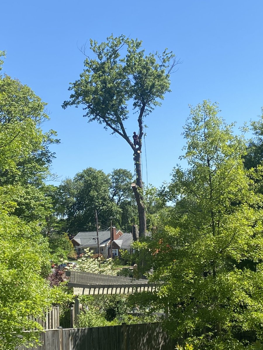 Arlington CAN and SHOULD do better. There goes an “inconvenient” mature tree who removed carbon and reduced run-off, for new construction. What can be done? #ClimateActionNow @ArlTreeAction @ArlingtonVA @TakisKarantonis @iFirebrand @kcristol