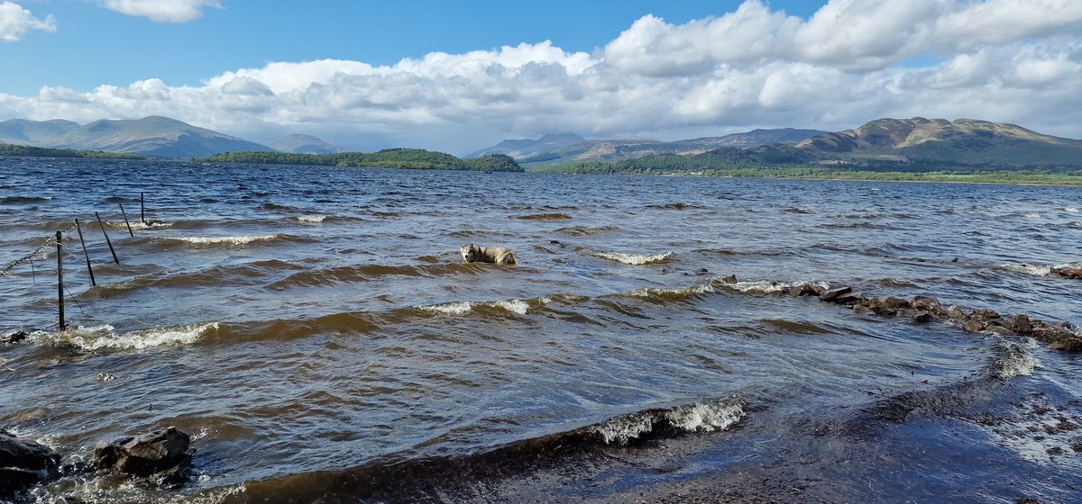 ltd_wild's tweet photo. Keiko says its a good day for surfing on the loch 🐕😁

#surf #windy #sun #rain #coffee #dog #dogsofinstagram #malamute #malamutesofinstagram #wild #wildhighlands #wildhighlandscoffee #lochlomond #scotland https://t.co/0Uj9zMzMwW