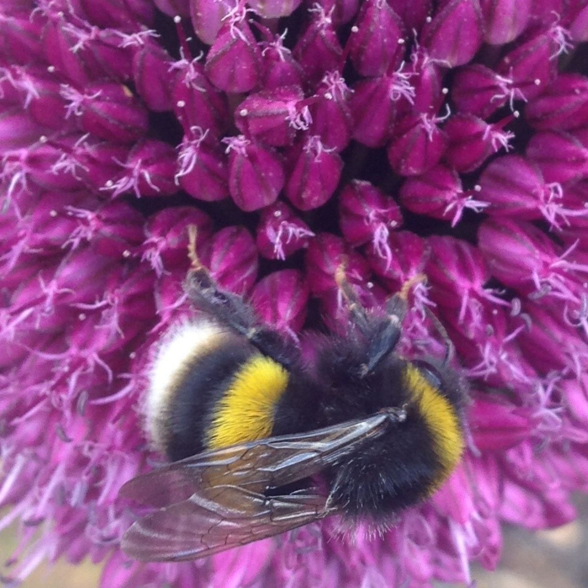 TalbotFashions's tweet photo. Celebrate World bee day with 10% off - https://t.co/CKNai57rB7 https://t.co/2bEIRYWVgh