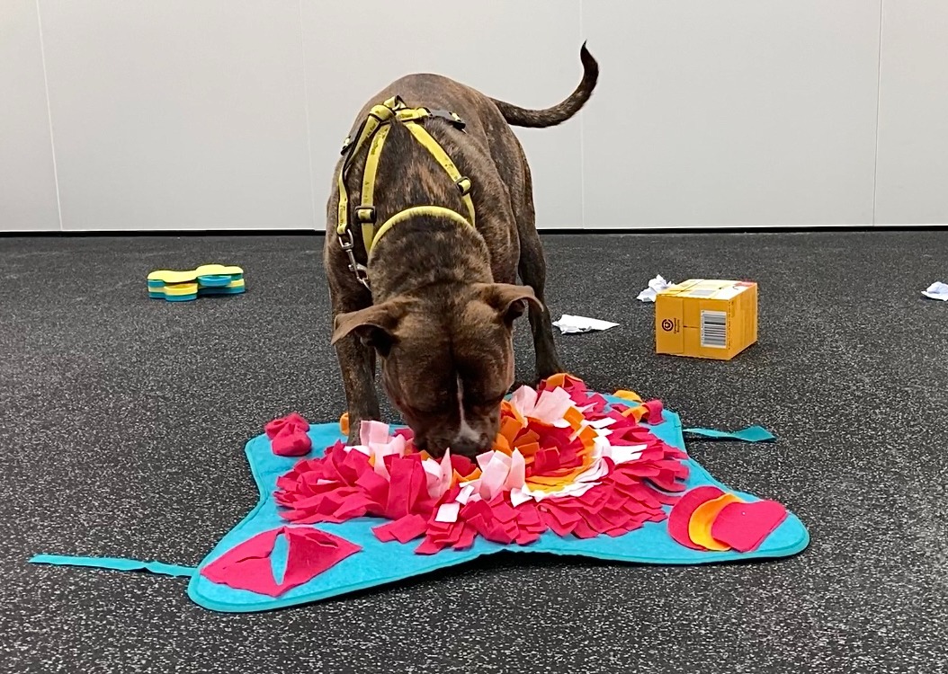 Dogs can really help our mental health &amp; wellbeing. 🐶 💛 Enrichment activities can help dogs enjoy their lives to the fullest too 🥰 You could:
Make a snuffle mat 👉 bit.ly/3sfh6xI
Scatter treats for your dog to find 🐽
Try some training 👉 bit.ly/3LLMXOd