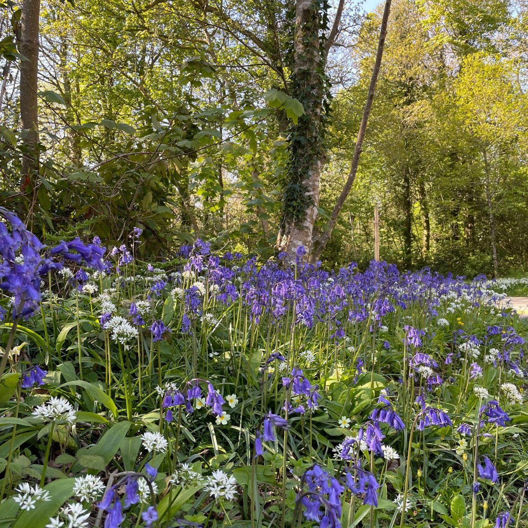 Soak up the last of spring before summer arrives with a trip to Cornwall.
​
​Clowance Estate offers unique, A-frame lodges with private terraces - perfect for enjoying the flowers, trees an wildlife that surround you.

​Book your trip: luxurylodges.com/clowance