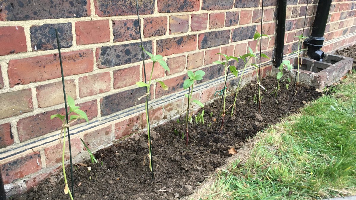 During last week we planted #Sunflowers along the front of #church for our #community to enjoy as they grow &amp; bloom. Thank you to our #volunteers for growing &amp; planting them
#Haywardsheath <a href="/cllrsandyellis/">Cllr Sandy Ellis</a>       <a href="/godsacre/">Caring for Gods Acre</a> #haywardsheathinbloom #sunflowergarden #Wellbeing  #inbloom