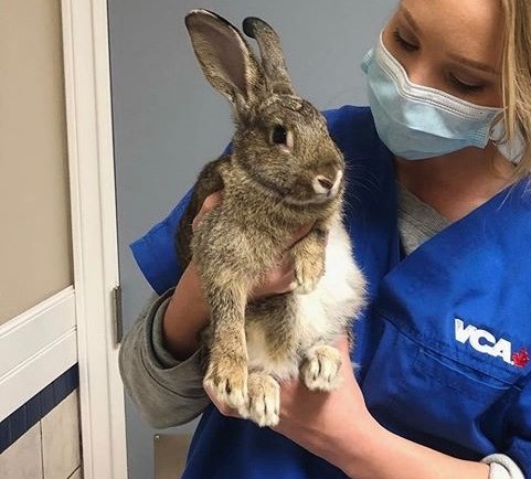 Snoopy has hopped into the week! #VCAPets