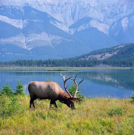 TheCHPF's tweet photo. Enjoying the beauty of Canada today.
Image: "Elk - Banff Park, AB" by Lou Perrin
#canadianheritage #photographyarchive #canadianarchives #canadianphotographer #thechpf https://t.co/dZgRfPseEk