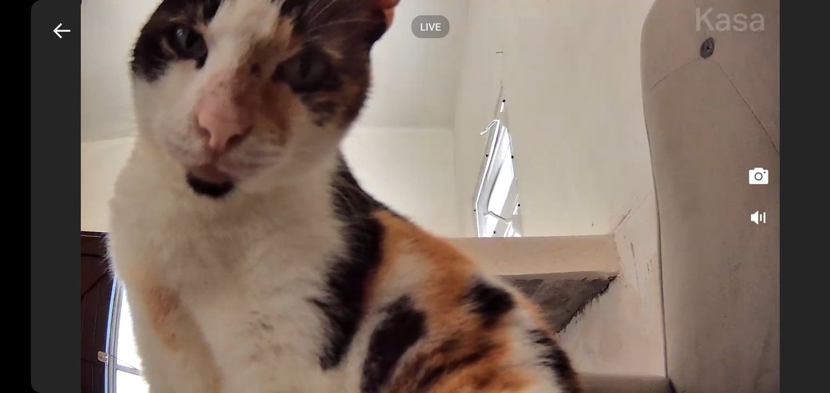 GuyKlasse's tweet photo. My #cat found the camera, she looks mad that I'm spying on her. #CatsofTwittter #trustissues #catmob #HumpDay @KasaSmartHome https://t.co/noIj2TbPWM