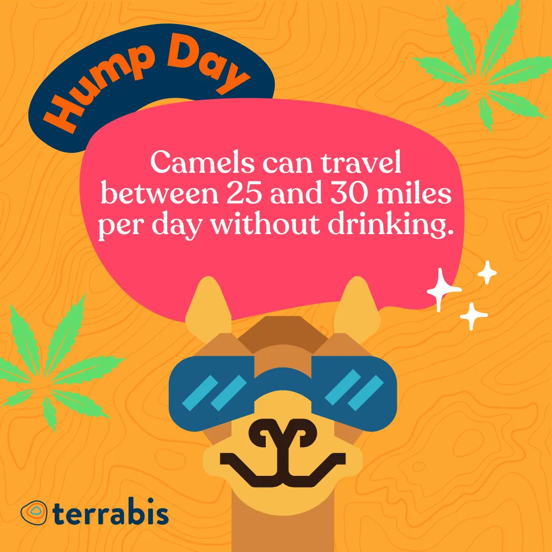 terrabis's tweet photo. 🐪 What day is it!? We have what you need to get you over the hump. 🌲 😎
#humpday #happyhumpday #camels #camel #camelfacts #sciencefacts #facts #goodtimes #wednesday #wellnesswednesday #health #wellness #fun #missouri https://t.co/09b2VBSJsX