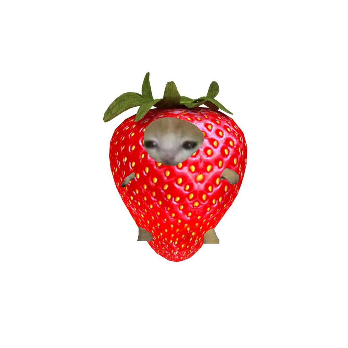 cattoeverywhere's tweet photo. Strawberi-Catto https://t.co/E6mBGYwjmo